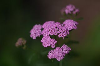 Achillea Lavender & Lace